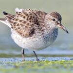 Calidris_aKQ22crXxuAUGabpWyeuGd