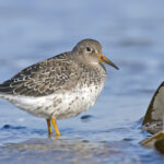 Calidris_maritima
