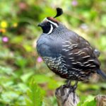 California_Quail_mail_in_Golden_Gate_Park