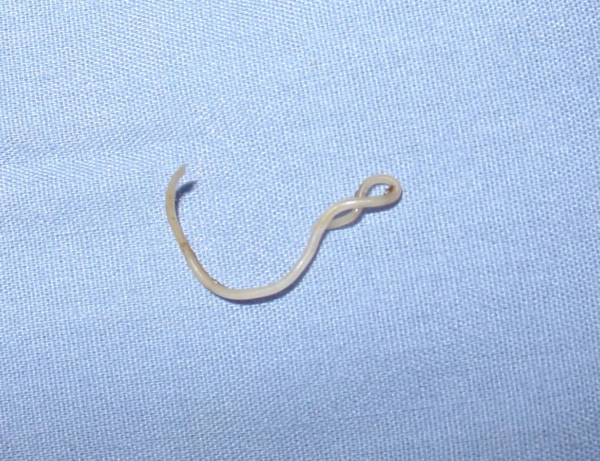Toxocara pteropodis