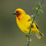 Cape-Weavers-1280×853-1-1024×682