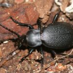 Carabus_coriaceus1