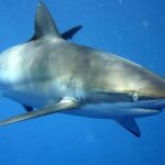 Carcharhinus_falciformis_off_Cuba