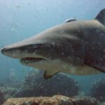 Carcharias_taurus