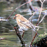 Carduelis_cabaret1