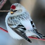 Carduelis_hornemanni_CT3_(cropped)