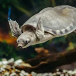 Carettochelys-insculpta_shutterstock_4.jpg