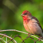 Carpodacus_erythrinus_284921386