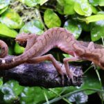 Cat_gecko_(Aeluroscalabotes_felinus)_1