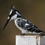 Ceryle_rudis_(male)