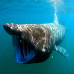 Cetorhinus_maximus_by_greg_skomal