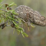 Chamaeleo_chamaeleon_iberico