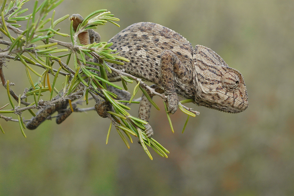 Chameleon obecný