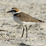 Charadrius_alexandrinus_(Kentish_Plover),_Port_d’Alcúdia,_Mallorca