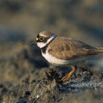 Charadrius_dubius_3_(Marek_Szczepanek)