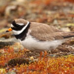 Charadrius_hiaticula_Kolari