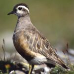 Charadrius_morinellus_male