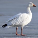 Chen_caerulescens