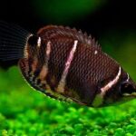 Chocolate-Gourami-Sphaerichthys-osphromenoides