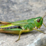 Chorthippus_parallelus_Clement_01