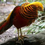 Chrysolophus_pictus_-Melbourne_Zoo,_Australia-8a