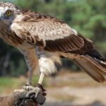 Circaetus_gallicus_02