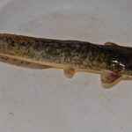 Clarias_garie_080516_9142_tdp