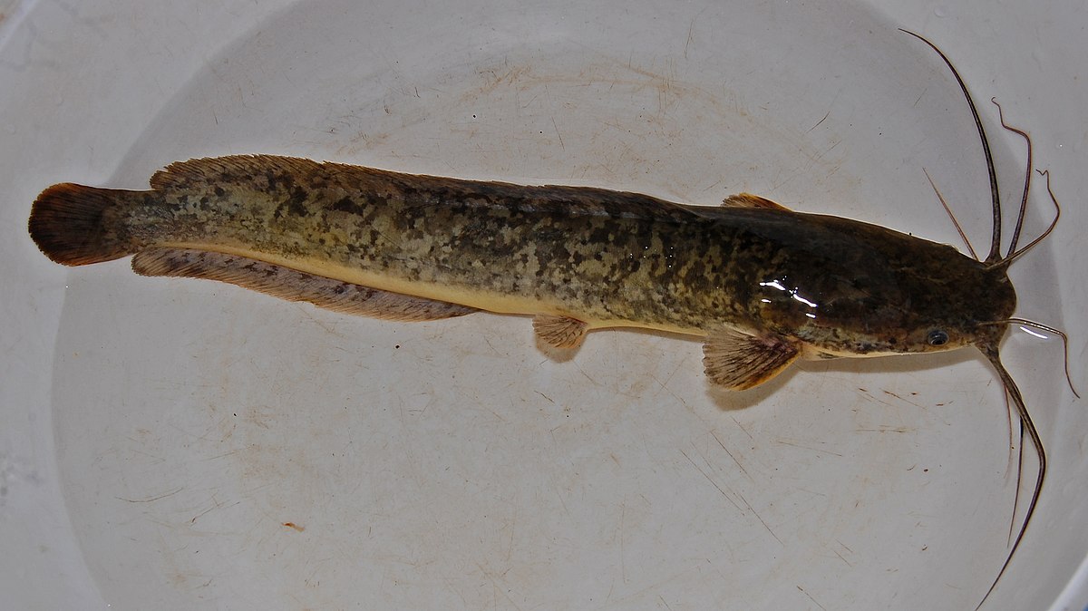 Keříčkovec červenolemý