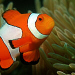 Clown_fish_in_the_Andaman_Coral_Reef