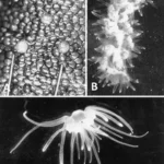 Cnidarians2_f.jpg