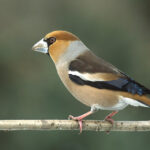 Coccothraustes_coccothraustes_1_(Marek_Szczepanek)