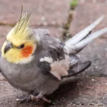 Cockatiel-Tattershall24May20212.jpg