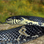 Colubridae_-_Elaphe_schrenckii
