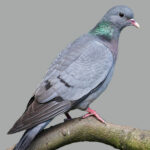 Stock dove Columba oenas