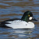 Common_Goldeneye_(Bucephala_clangula)