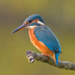 Ledňáček říční Common_Kingfisher_Alcedo_atthis