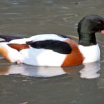 Common_Shelduck_(Tadorna_tadorna)_at_Sylvan_Heights