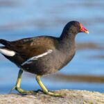 Common_moorhen_(Gallinula_chloropus)_France