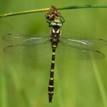 Cordulegaster-bidentata-IMG_9276-Edit