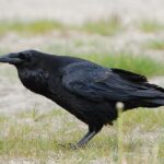 Corvus_corax_ad_berlin_090516