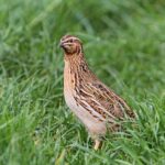 Coturnix_coturnix,_Fraunberg,_Bayern,_Deutschland_1