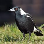 Cracticus_tibicen_hypoleuca_male_domain