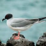 Creagrus_furcatus_-Galapagos_Islands-8