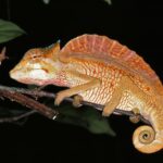 CHAMAELEO CRISTATUS 2