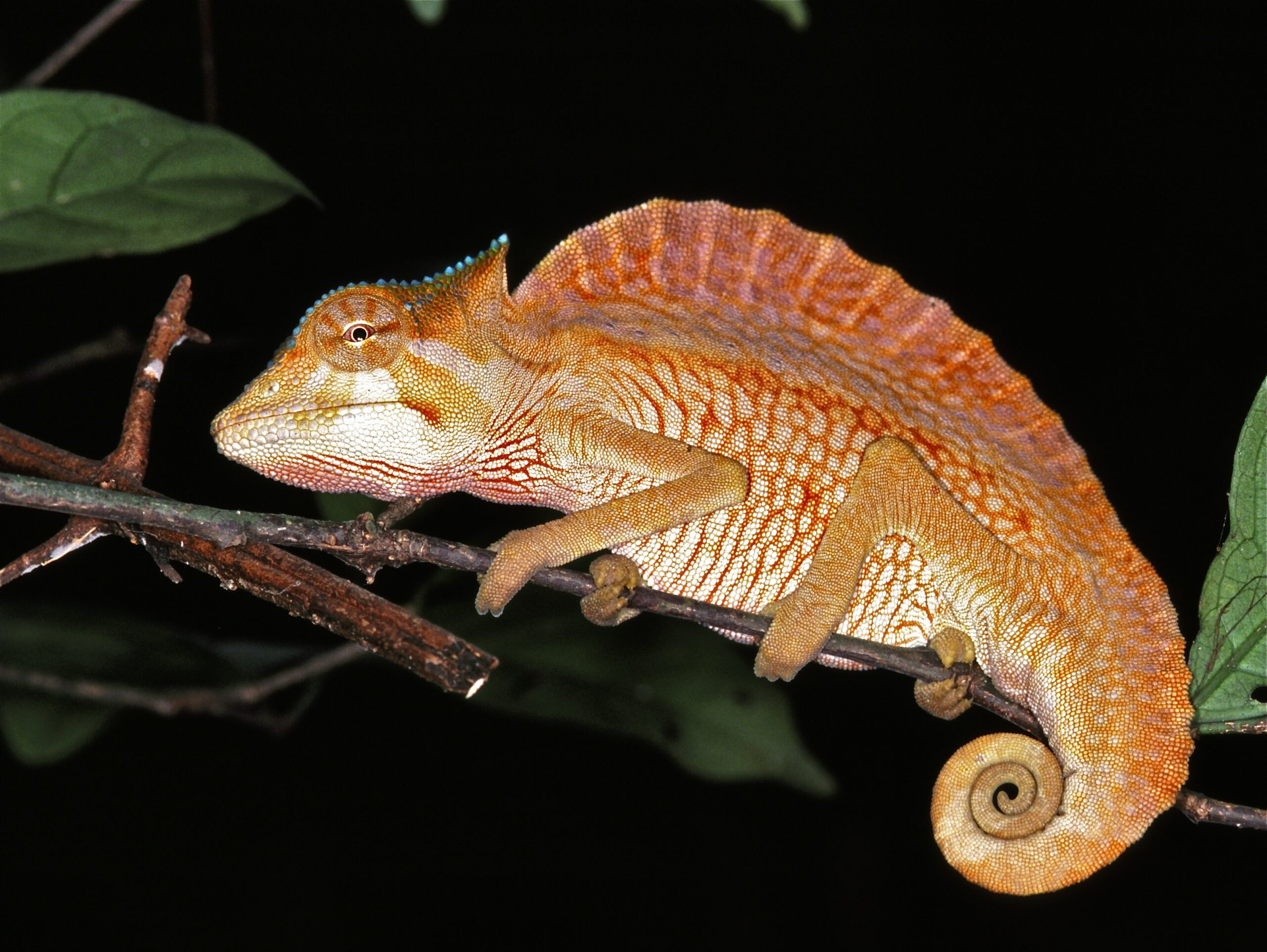 Chameleon hřebenatý