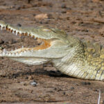 Crocodylus-niloticus_3