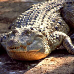 Crocodylus_mindorensis_by_Gregg_Yan_01