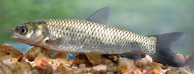 Amur bílý