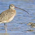 Curlew_-_natures_pics