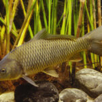 CyprinusCarpioGSchmida